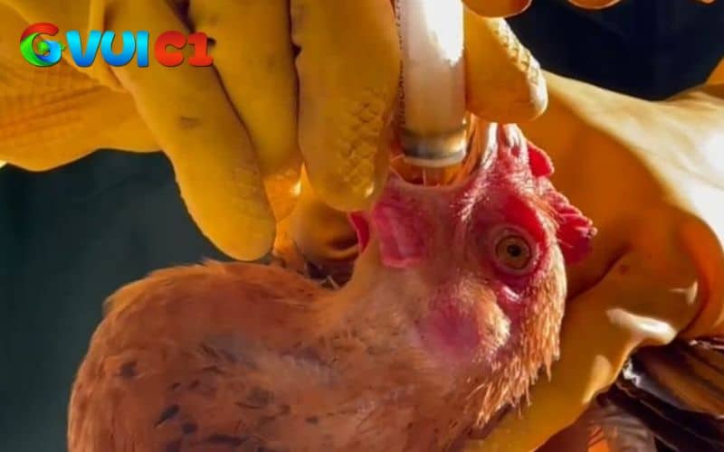 Nhét tỏi trực tiếp vào miệng gà Nhét tỏi trực tiếp vào miệng gà