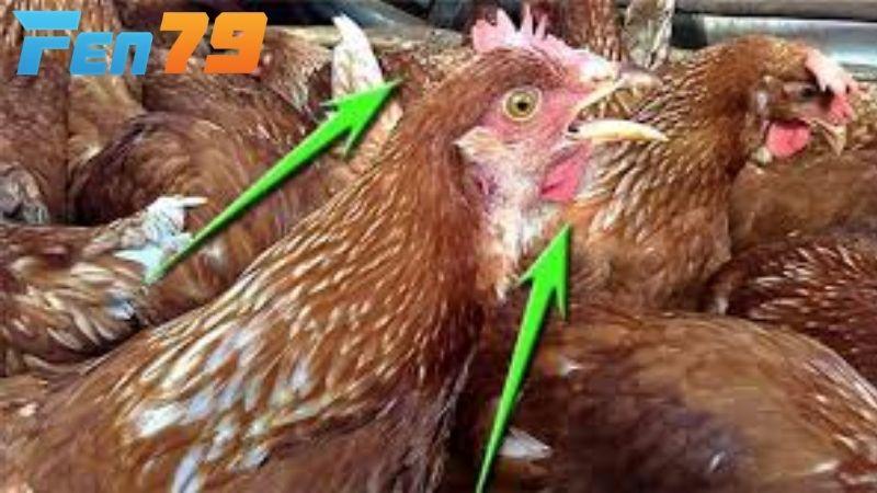 Cách điều trị bệnh Ort ở gà