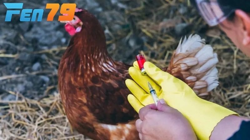 Những cách điều trị bệnh dịch tả gà