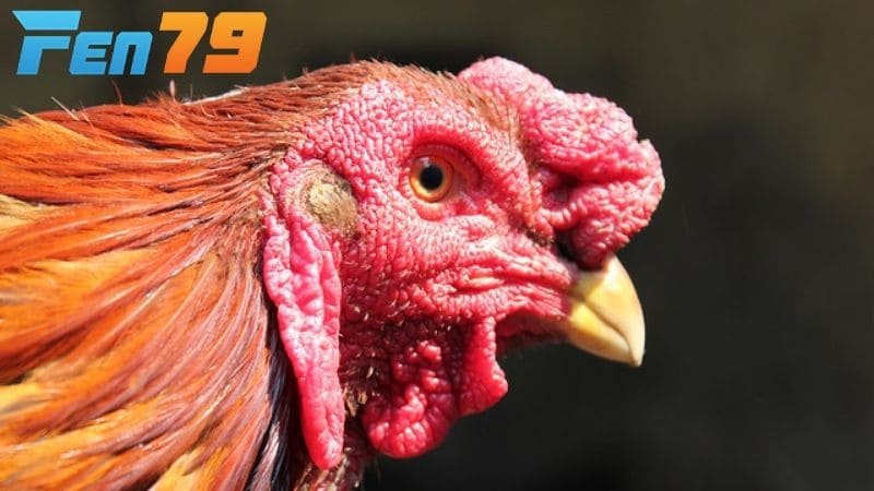 Những đặc điểm nhận diện gà chọi mắt lì