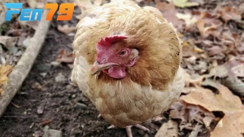 Những dấu hiệu nhận biết bệnh dịch tả gà Những dấu hiệu nhận biết bệnh dịch tả gà