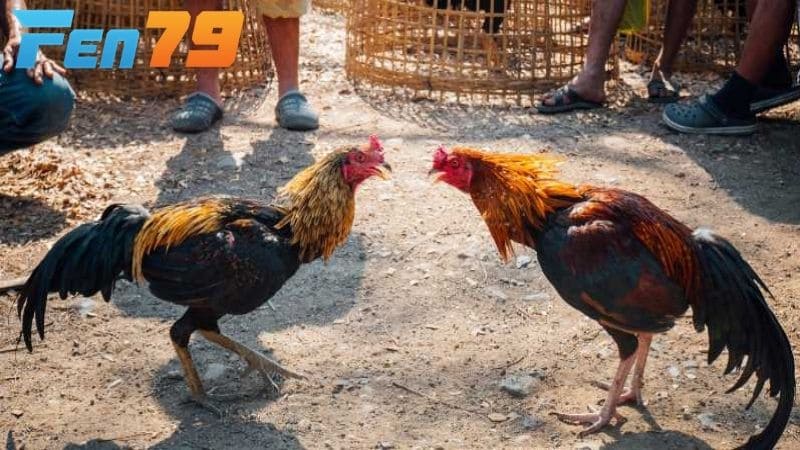 Những lối đá của gà chạy kiệu