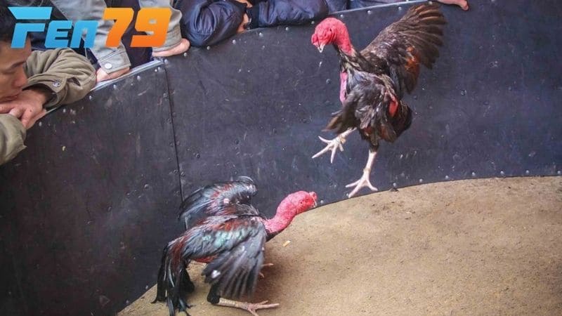 Các nhược điểm về gà chọi đá mé