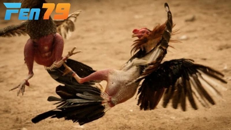 Các ưu điểm về gà chọi đá mé