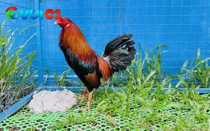 Nuôi gà chọi vào mùa đông không quá khó, nhưng người nuôi có kiến thức chuyên sâu Nuôi gà chọi vào mùa đông không quá khó, nhưng người nuôi có kiến thức chuyên sâu