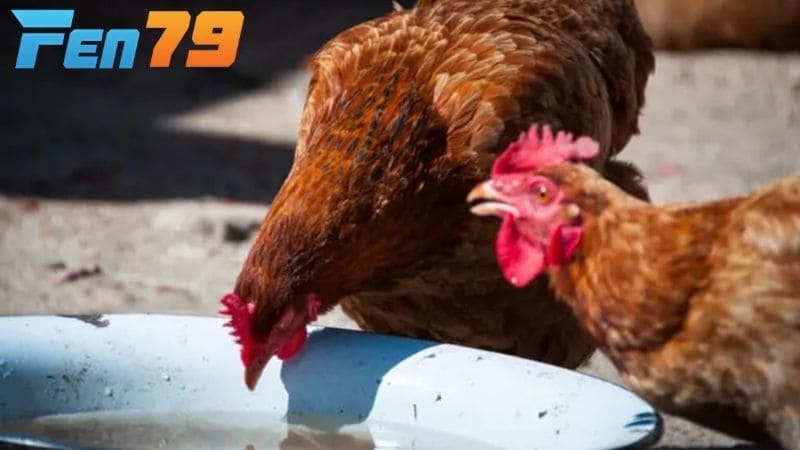 Pha tỏi với nước thích hợp từ gà con đến gà trưởng thành