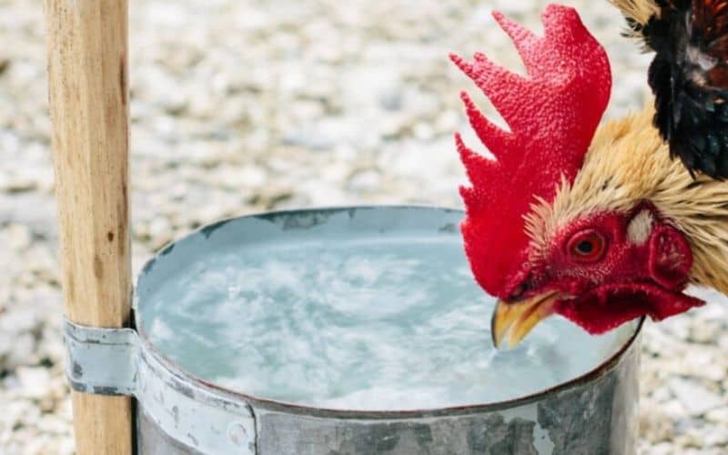 Pha tỏi với nước thích hợp từ gà con đến gà trưởng thành Pha tỏi với nước thích hợp từ gà con đến gà trưởng thành