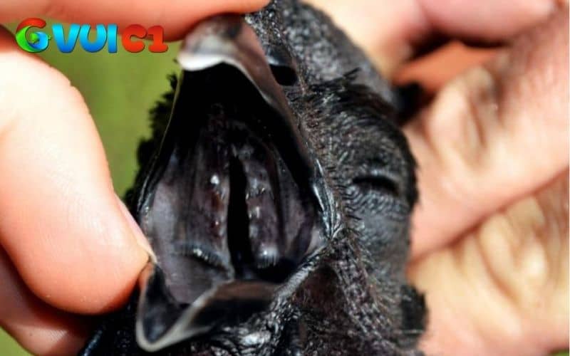 Phần đầu của gà mặt quỷ Phần đầu của gà mặt quỷ