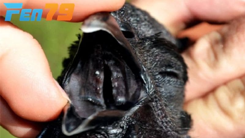 Phần đầu của gà mặt quỷ Phần đầu của gà mặt quỷ