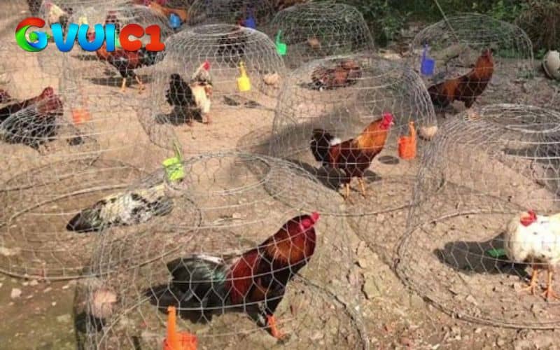 Tắm nắng giúp gà hấp thụ dưỡng chất tự nhiên và ấm cơ thể Tắm nắng giúp gà hấp thụ dưỡng chất tự nhiên và ấm cơ thể