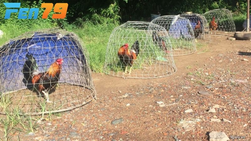 Tắm nắng giúp gà hấp thụ dưỡng chất tự nhiên và ấm cơ thể