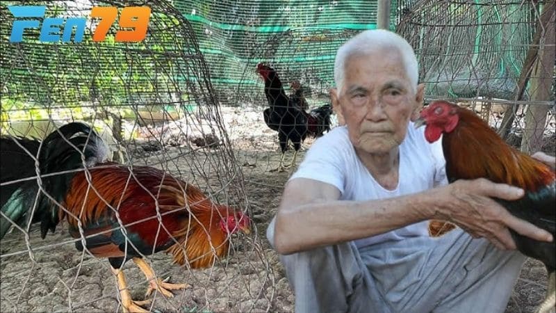 Tập luyện là điều thiết giúp gà luôn giữ phong độ