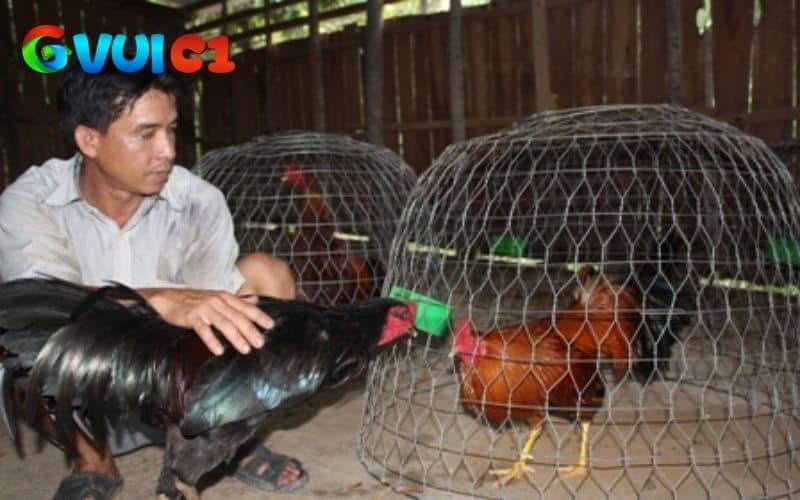 Tập luyện là điều thiết giúp gà luôn giữ phong độ Tập luyện là điều thiết giúp gà luôn giữ phong độ