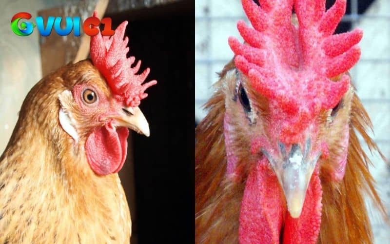 Tên gọi gà mồng vua vì gà có mồng giống như vương miện của vua chúa Tên gọi gà mồng vua vì gà có mồng giống như vương miện của vua chúa