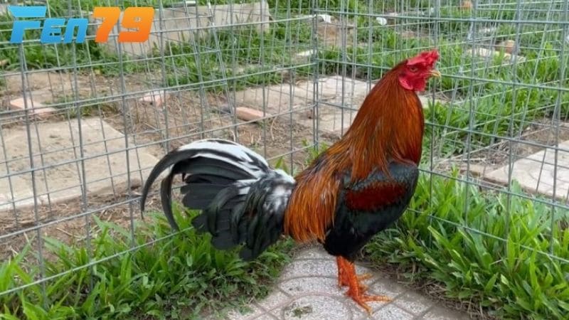 Thiết kế chuồng không để gió lùa vào và gắn thêm đèn sưởi