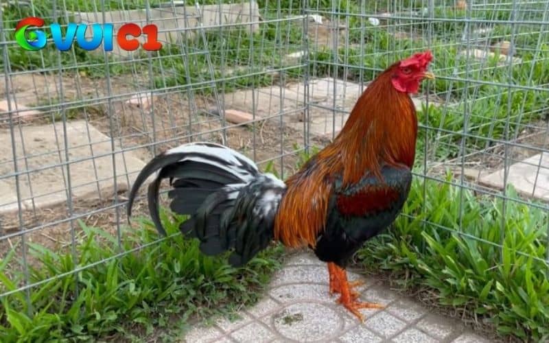 Thiết kế chuồng không để gió lùa vào và gắn thêm đèn sưởi Thiết kế chuồng không để gió lùa vào và gắn thêm đèn sưởi