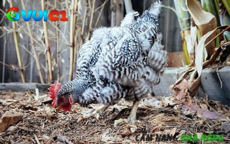 Thời gian gà thay lông từ 6 đến 12 tuần Thời gian gà thay lông từ 6 đến 12 tuần