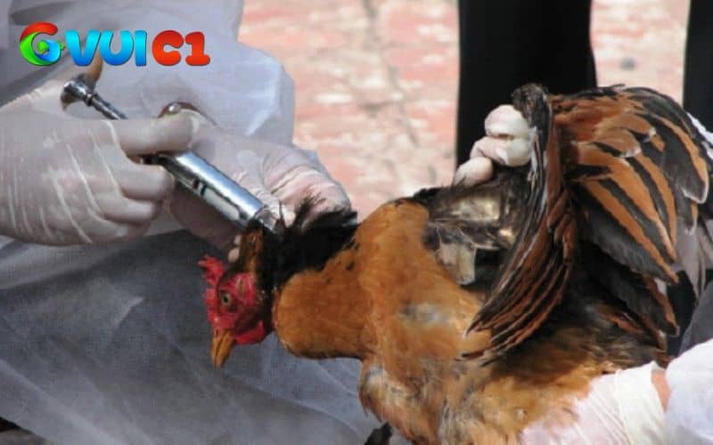 Tiêm đầy đủ các loại vắc-xin giúp gà có sức đề kháng cao Tiêm đầy đủ các loại vắc-xin giúp gà có sức đề kháng cao
