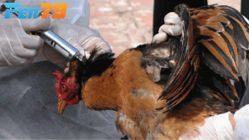 Tiêm đầy đủ các loại vắc-xin giúp gà có sức đề kháng cao