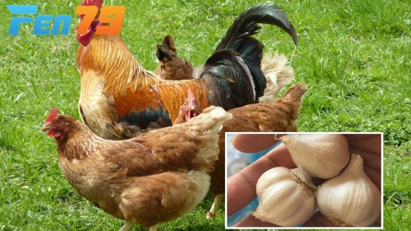 Tỏi có tác dụng giúp gà giải độc và tăng cường chức năng gan