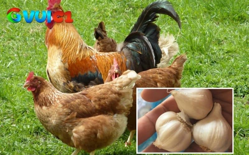Tỏi có tác dụng giúp gà giải độc và tăng cường chức năng gan Tỏi có tác dụng giúp gà giải độc và tăng cường chức năng gan
