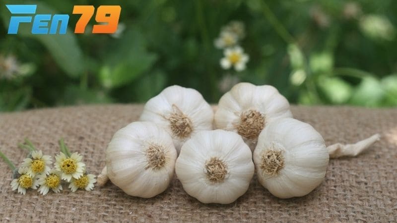 Tỏi giúp gà tẩy giun và hệ tiêu hóa tốt hơn