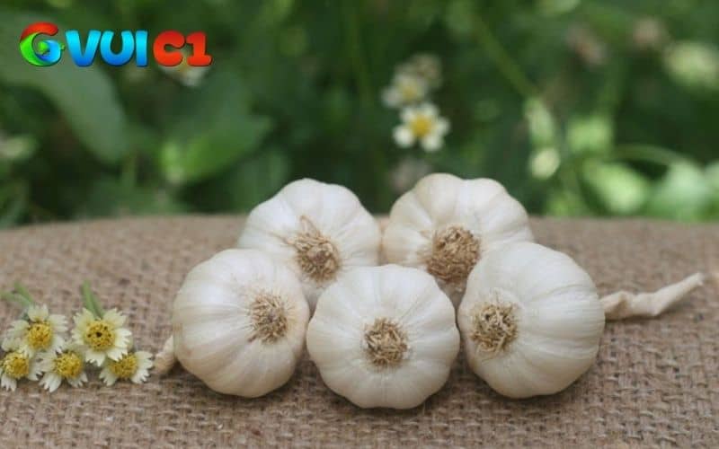 Tỏi giúp gà tẩy giun và hệ tiêu hóa tốt hơn Tỏi giúp gà tẩy giun và hệ tiêu hóa tốt hơn