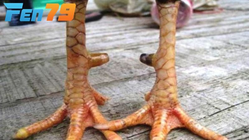 Vảy ở chân gà rất quan trọng vì có thể biết được khả năng thi đấu của chiến kê