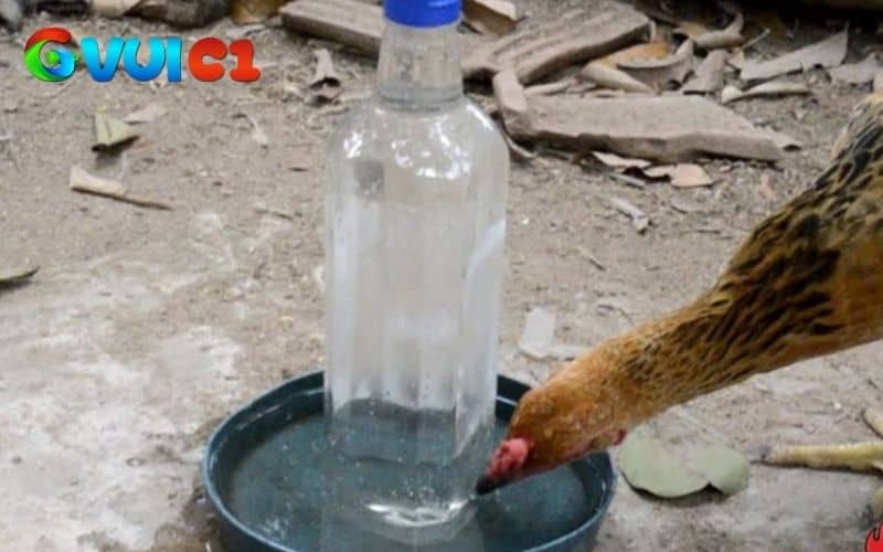 Bổ sung chất dinh dưỡng giúp gà nhanh chóng hồi phục Bổ sung chất dinh dưỡng giúp gà nhanh chóng hồi phục