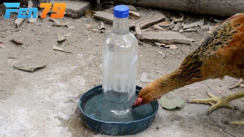 Bổ sung chất dinh dưỡng giúp gà nhanh chóng hồi phục