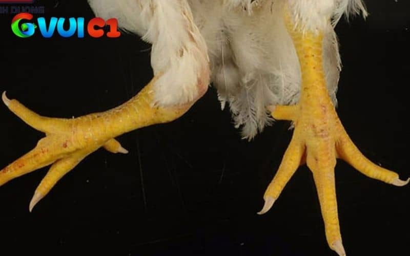 Các nguyên nhân phổ biến có thể dẫn đến gà đá bị gãy chân Các nguyên nhân phổ biến có thể dẫn đến gà đá bị gãy chân