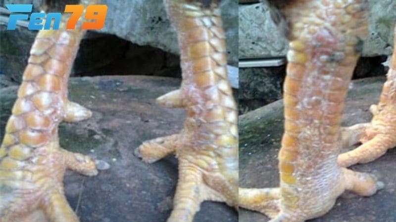Cách điều trị gà bị nấm chân bằng muối