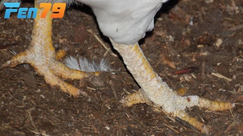 Cách điều trị gà bị nấm chân không quá khó nếu người chơi phát hiện chậm trễ
