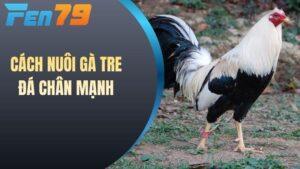 Cách nuôi gà tre đá chân mạnh