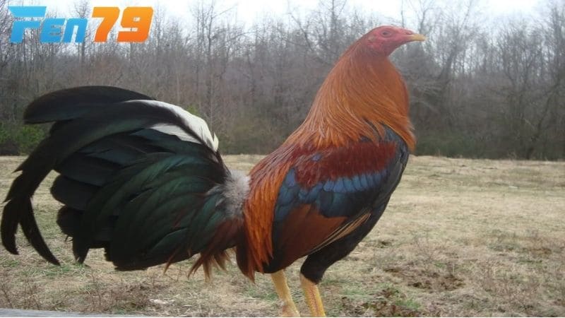 Cần chọn giống gà tre tốt để tạo ra những chiến có đôi chân mạnh