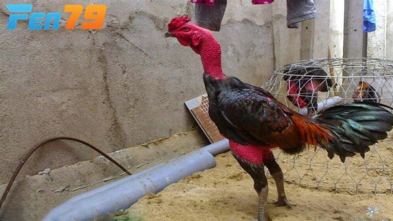 Cần cung cấp đầy đủ chất dinh dưỡng khi gà đá bị gãy cánh