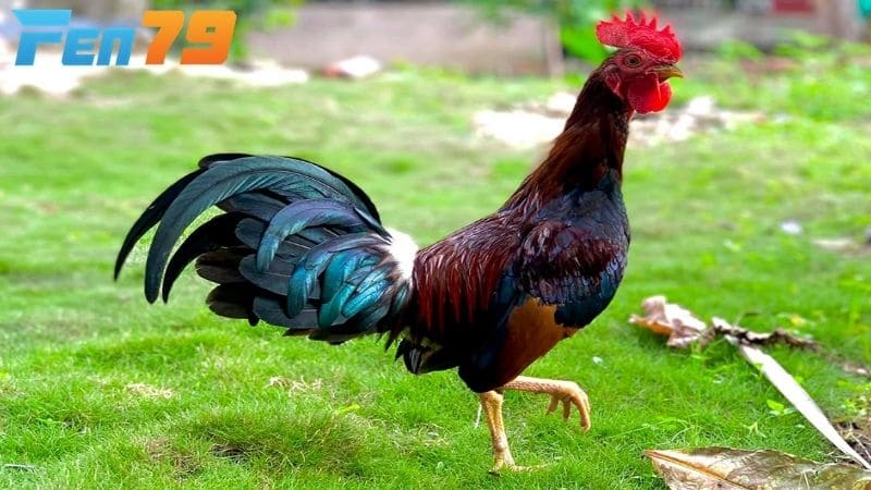 Chế độ dinh dưỡng cho gà tre tập luyện chân mạnh