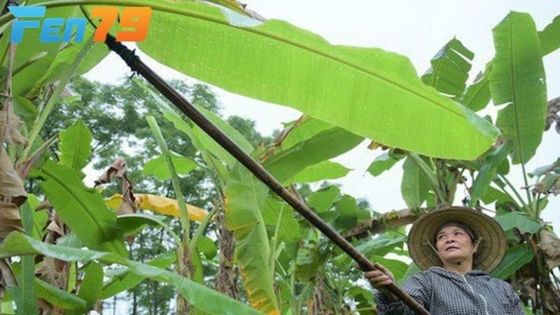 Dùng lá chuối non để điều trị gà bị khò khè