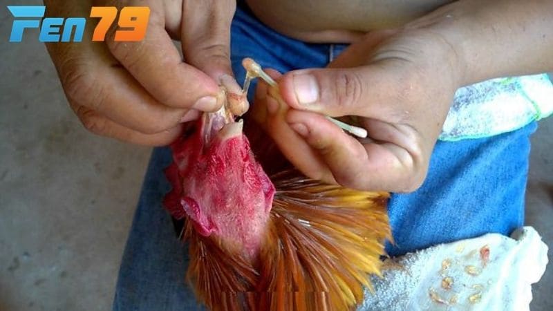 Dùng tỏi và mật ong để điều trị gà bị khò khè