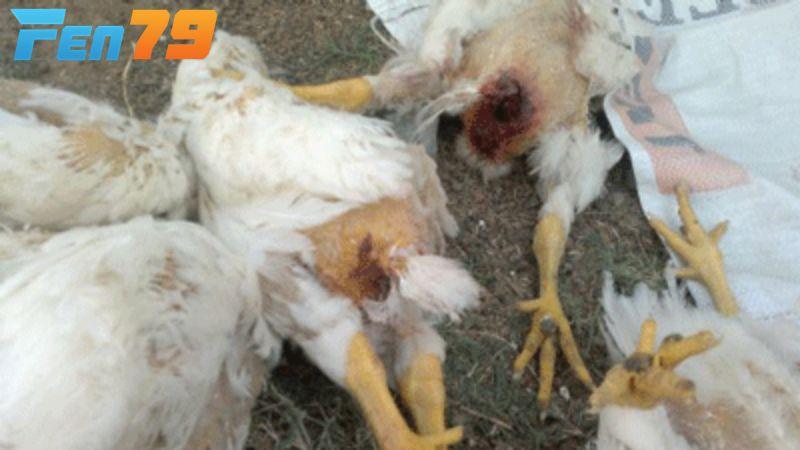 Gà bị cắn mổ lông nhau có thể bị nhiễm trùng hoặc gây tử vong
