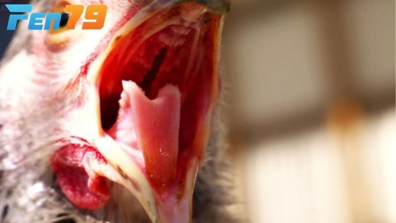 Gà bị khò khè có thể là do vi khuẩn hoặc virus gây bệnh hô hấp