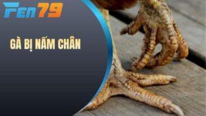 Gà bị nấm chấn