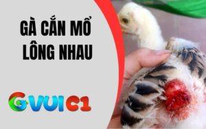 Gà bị cắn mổ lông nhau
