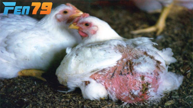 Gà cắn mổ lông nhau thường có nhiều nguyên nhân khác nhau