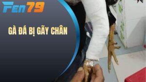 Gà đá bị gãy chân