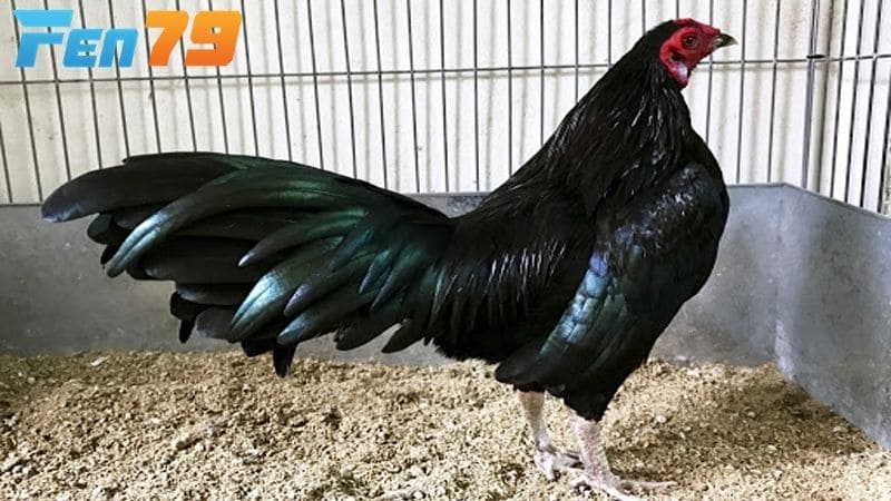 Gà tre có lực chân mạnh thường sẽ có nhiều lợi thế khi thi đấu