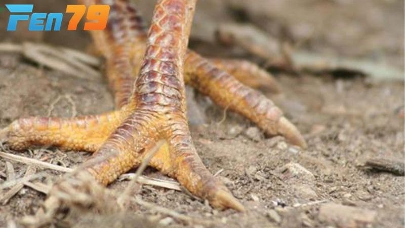 Hướng dẫn điều trị gà bị nấm chân bằng thuốc uống và thuốc bôi