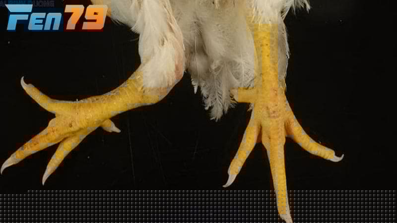 Các nguyên nhân phổ biến có thể dẫn đến gà đá bị gãy chân