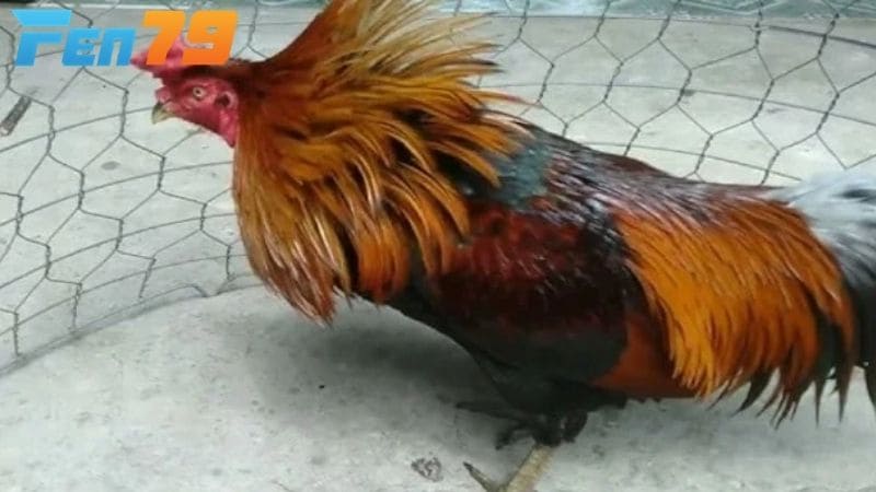 Việc nhận biết các triệu chứng có thể điều trị gà đá bị gãy chân kịp thời