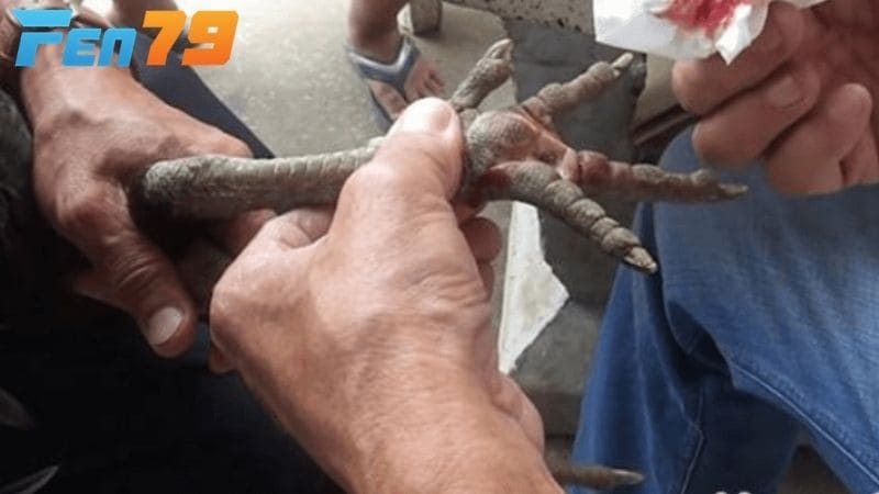 Sát trùng vào chân gà bị gãy